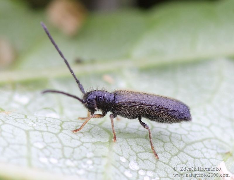 tesařík, Tetrops sp., Cerambycidae (Brouci, Coleoptera)